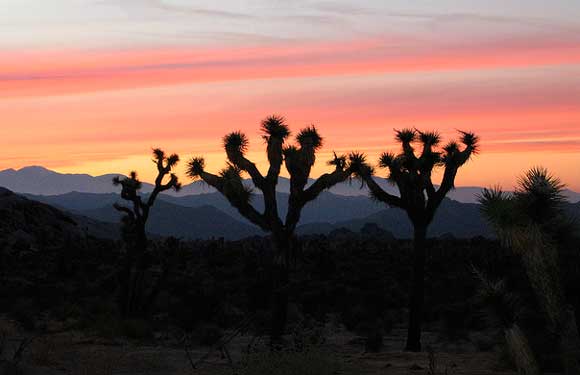 Post image for Trippin’ In Joshua Tree (Or, The Time I Crossed Hallucinogenic Drug Experimentation Off My Bucket List)